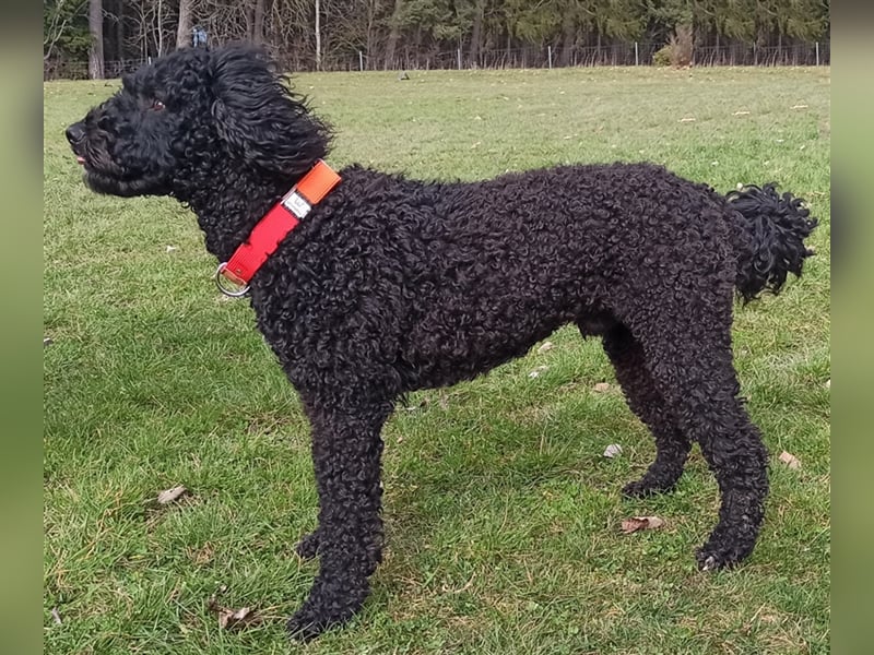 Deckrüde, Spanischer Wasserhund - Perro de Agua Español
