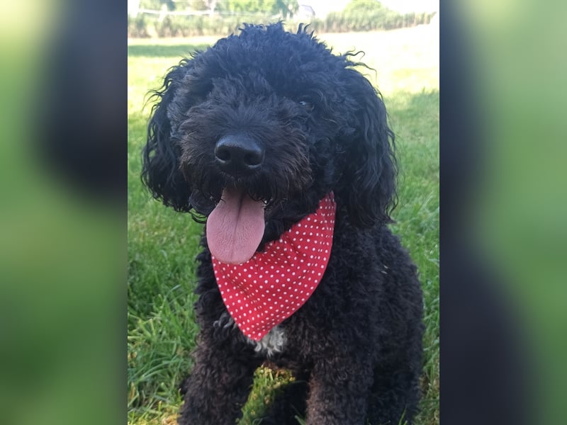 Deckrüde, Spanischer Wasserhund - Perro de Agua Español