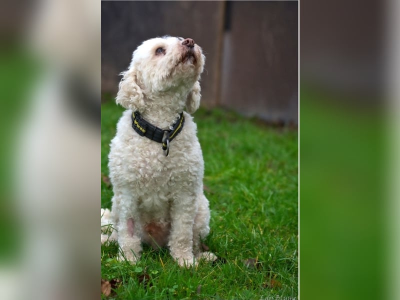 Rocky sucht seine Menschen