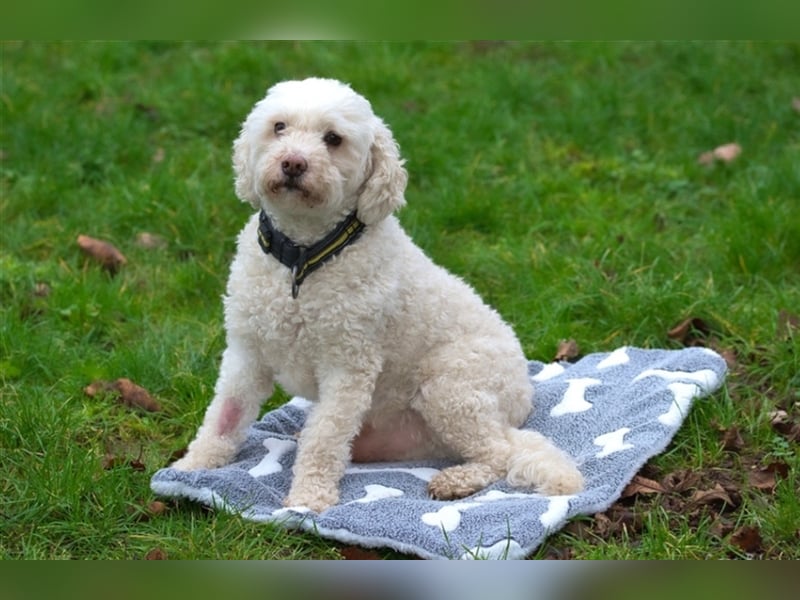 Rocky sucht seine Menschen