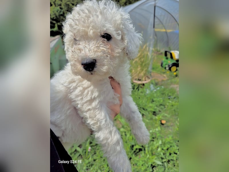 Spanische Wasserhund Welpen reinrassig