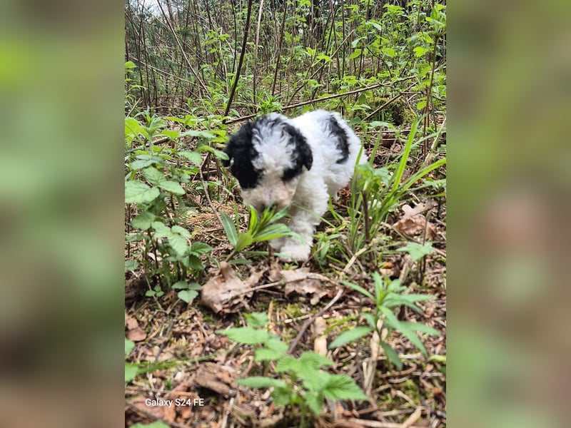 Spanische Wasserhund Welpen reinrassig
