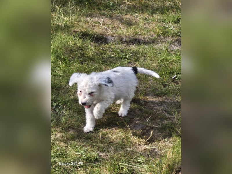 Spanische Wasserhund Welpen reinrassig