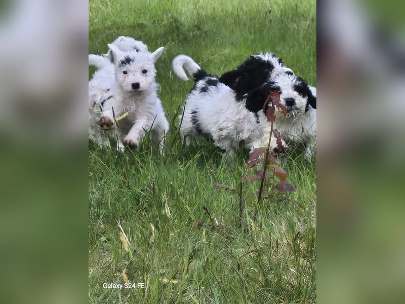 Spanische Wasserhund Welpen reinrassig