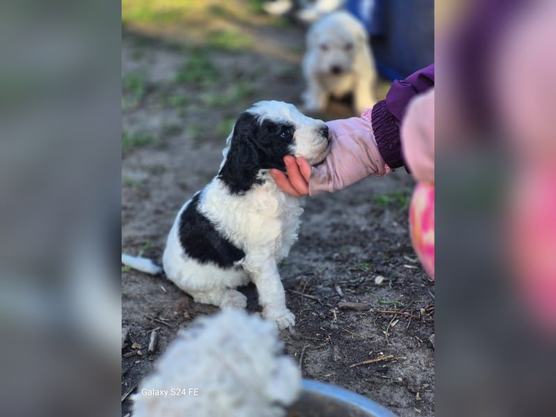 Spanische Wasserhund Welpen reinrassig