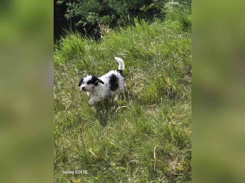 Spanische Wasserhund Welpen reinrassig