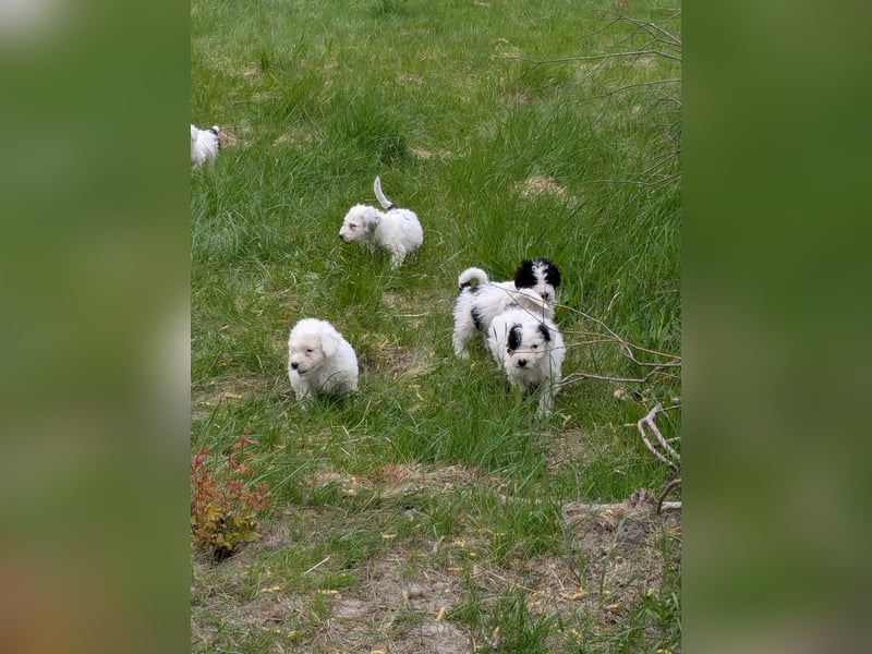 Spanische Wasserhund Welpen reinrassig