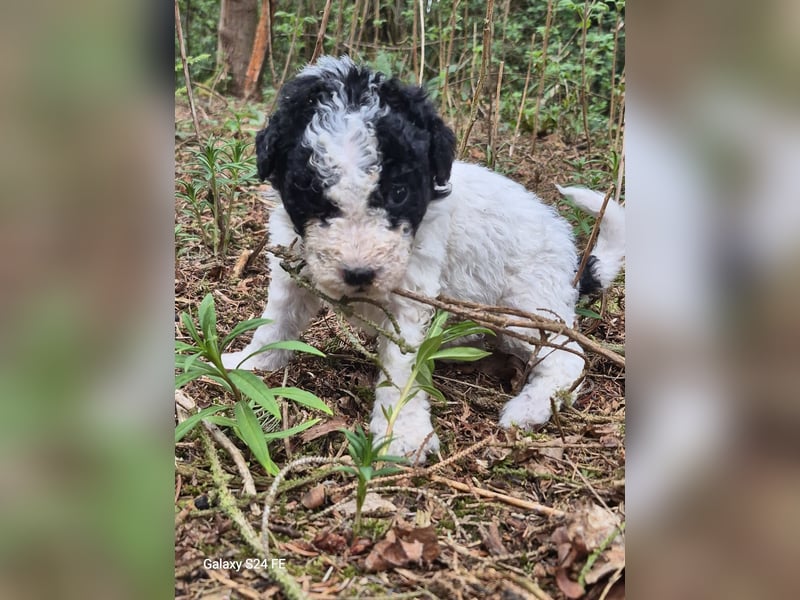 Spanische Wasserhund Welpen reinrassig