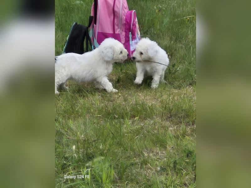 Spanische Wasserhund Welpen reinrassig