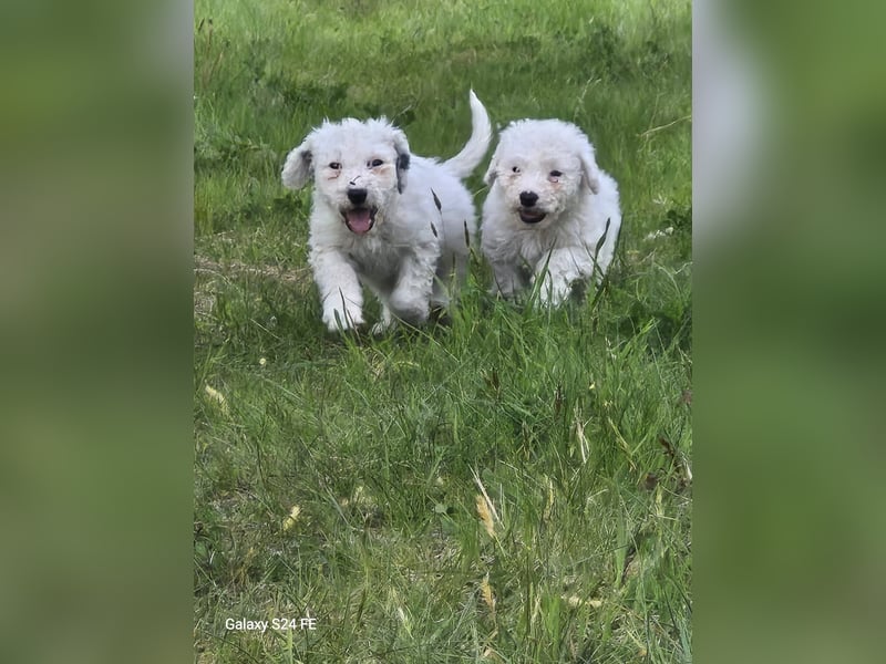Spanische Wasserhund Welpen reinrassig