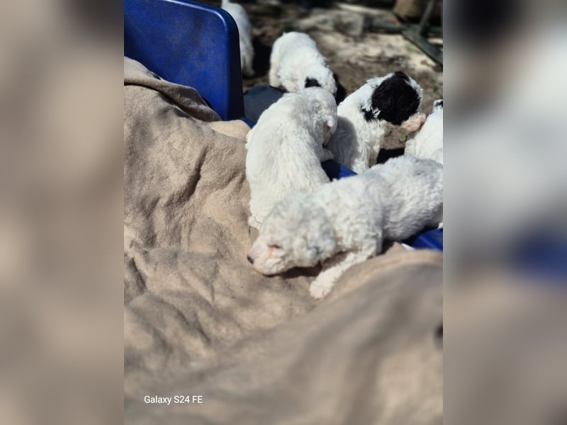Spanische Wasserhund Welpen reinrassig