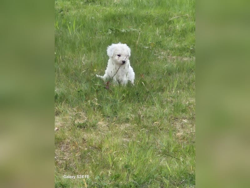 Spanische Wasserhund Welpen reinrassig