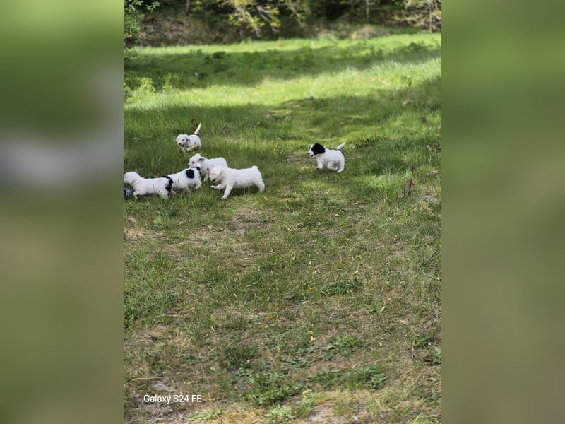 Spanische Wasserhund Welpen reinrassig