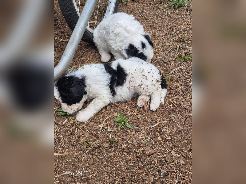 Spanische Wasserhund Welpen reinrassig