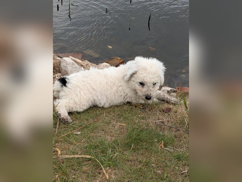 Spanische Wasserhund Welpen reinrassig
