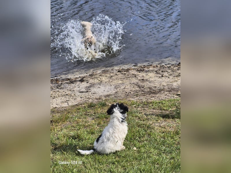 Spanische Wasserhund Welpen reinrassig