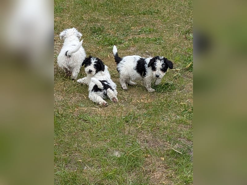 Spanische Wasserhund Welpen reinrassig