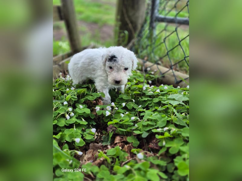 Spanische Wasserhund Welpen reinrassig