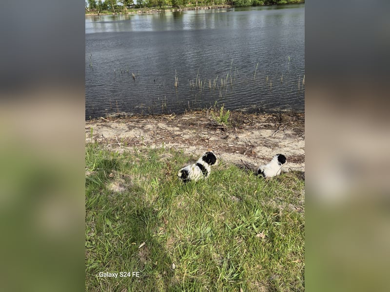 Spanische Wasserhund Welpen reinrassig