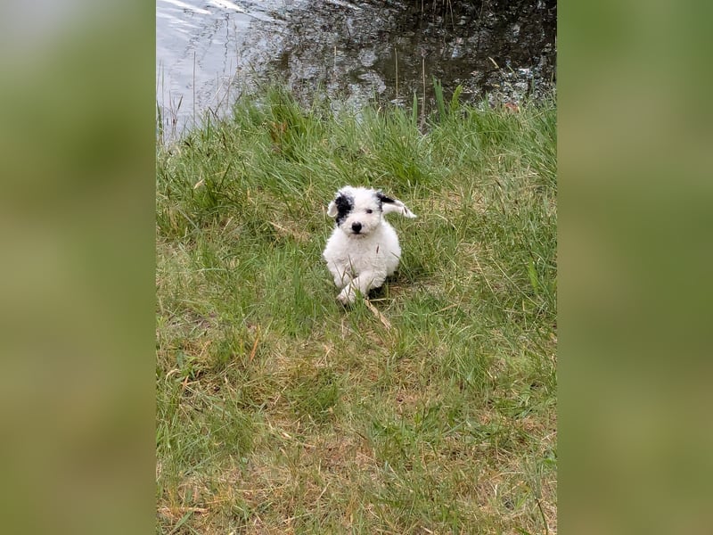 Spanische Wasserhund Welpen reinrassig