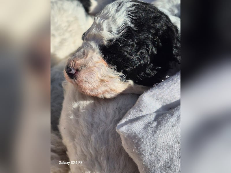 Spanische Wasserhund Welpen reinrassig