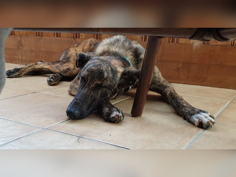 spanische Tierschutzhündin IMANI