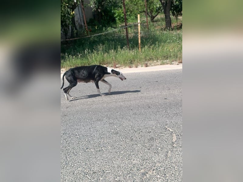 Mati - sanfte, menschenbezogene Spanische Greyhound-Hündin