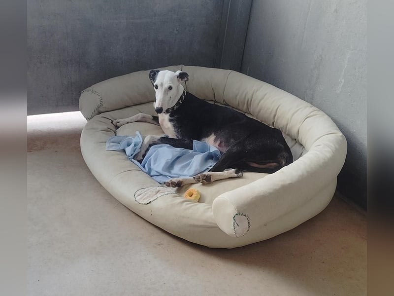 Mati - sanfte, menschenbezogene Spanische Greyhound-Hündin