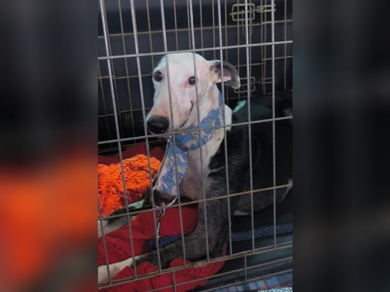 Mati - sanfte, menschenbezogene Spanische Greyhound-Hündin