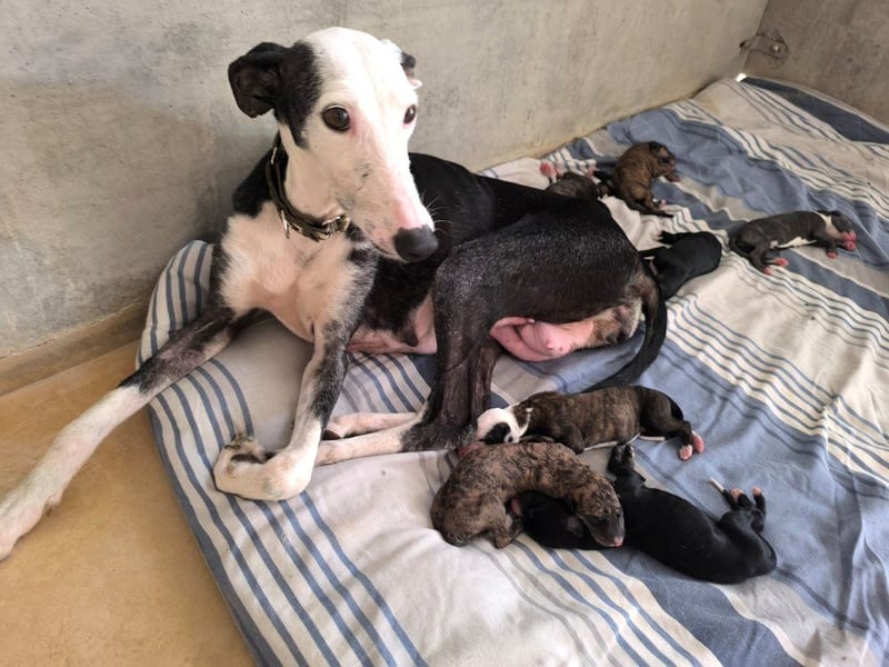 Mati - sanfte, menschenbezogene Spanische Greyhound-Hündin