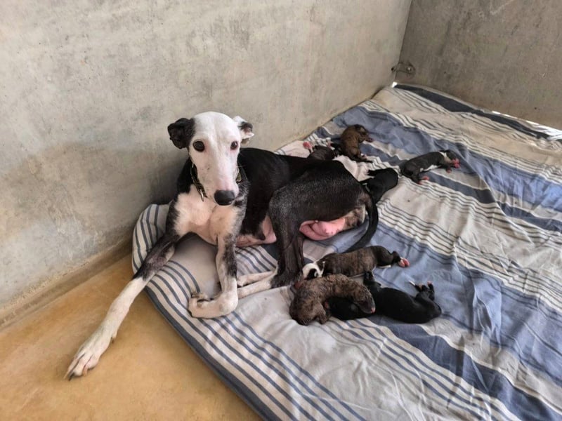 Mati - sanfte, menschenbezogene Spanische Greyhound-Hündin
