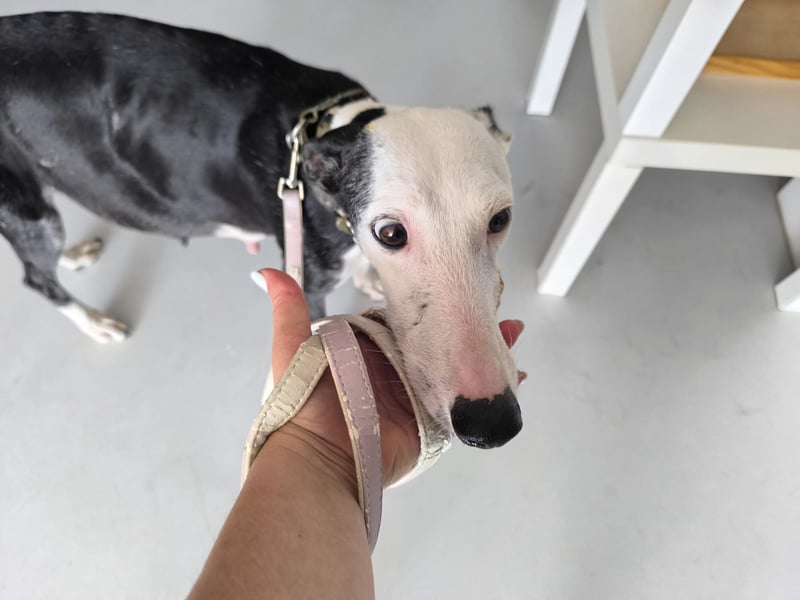 Mati - sanfte, menschenbezogene Spanische Greyhound-Hündin