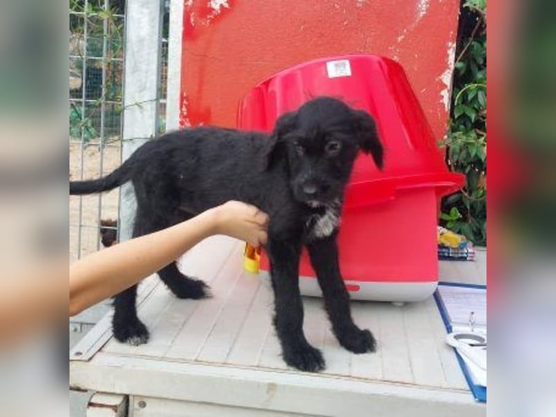 Bjork- eine schwarze Wuschelmaus mit dem Schalk im Nacken