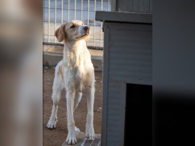 Filippino - ein kleiner Kämpfer sucht mutigen Begleiter