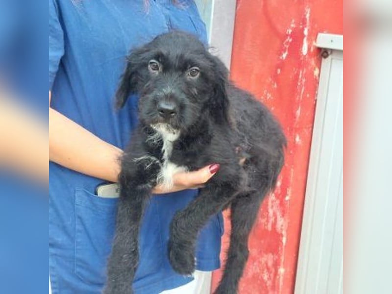 Bjork- eine schwarze Wuschelmaus mit dem Schalk im Nacken