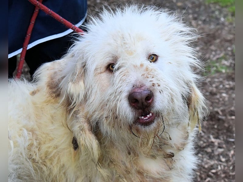 Menodoro - Einfach groß(artig)!