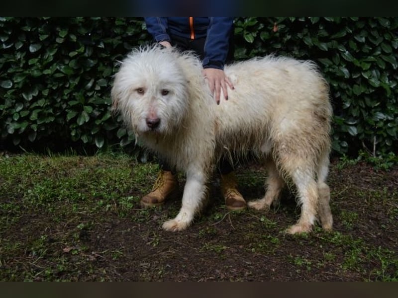 Menodoro - Einfach groß(artig)!