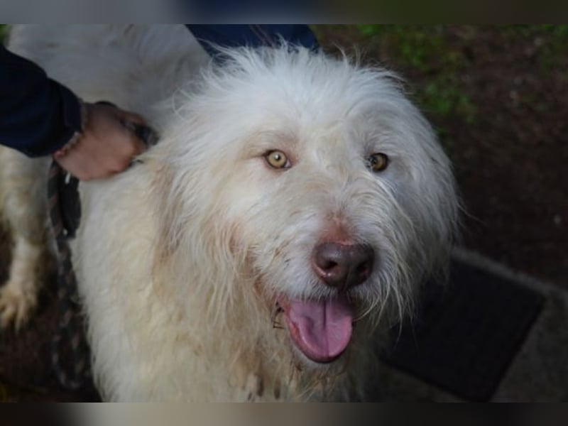 Menodoro - Einfach groß(artig)!