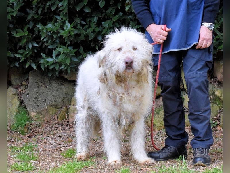 Menodoro - Einfach groß(artig)!