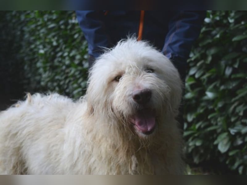 Menodoro - Einfach groß(artig)!