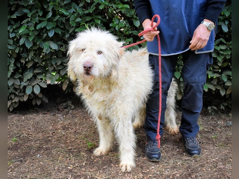 Menodoro - Einfach groß(artig)!