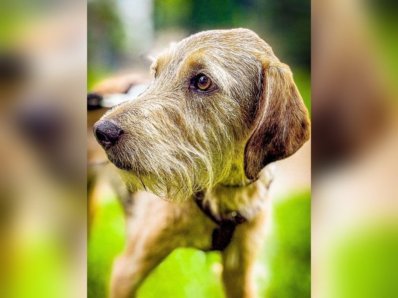Cloe - Wenn die Seele Pfoten hat!