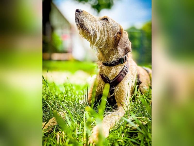 Cloe - Wenn die Seele Pfoten hat!