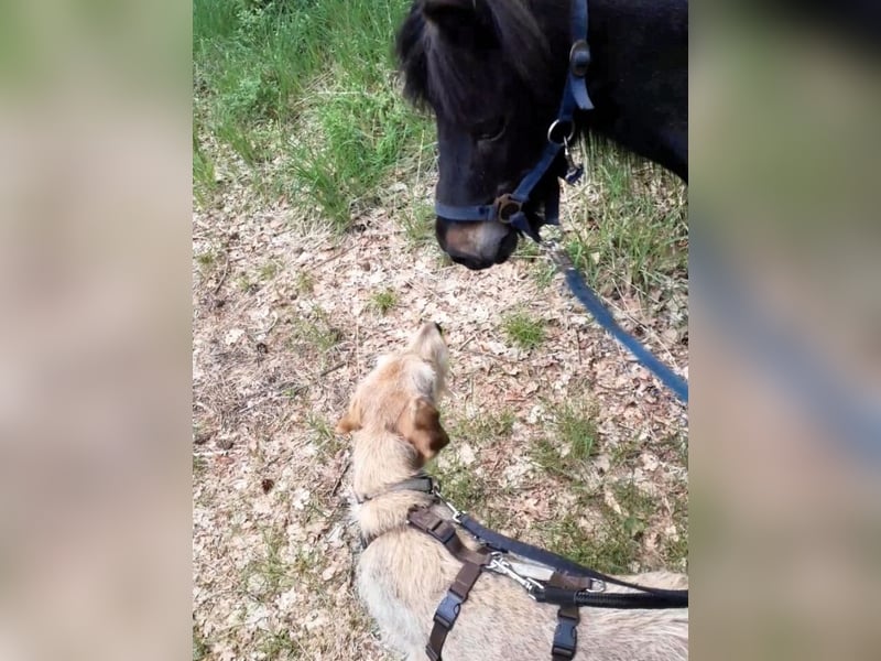 Cloe - Wenn die Seele Pfoten hat!