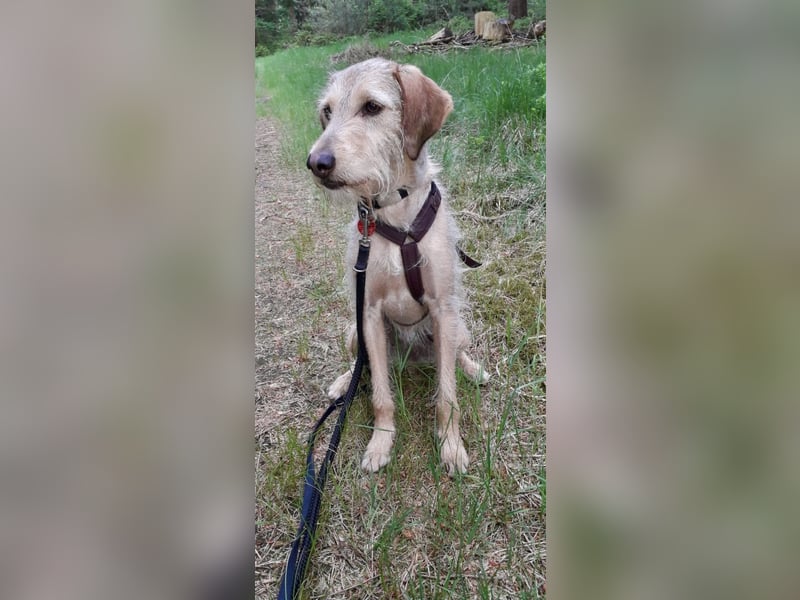 Cloe - Wenn die Seele Pfoten hat!