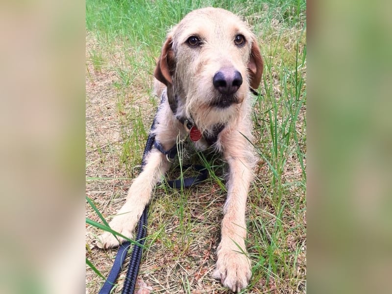 Cloe - Wenn die Seele Pfoten hat!