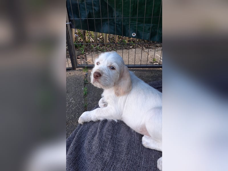 Spinone Italiano weiß/orange - WELPEN