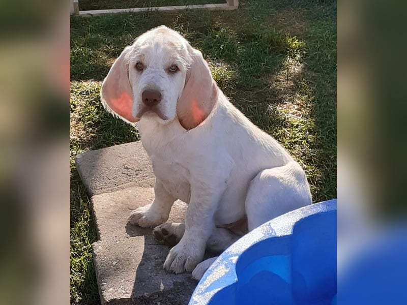 Welpen Spinone Italiano weiß/orange - WELPEN