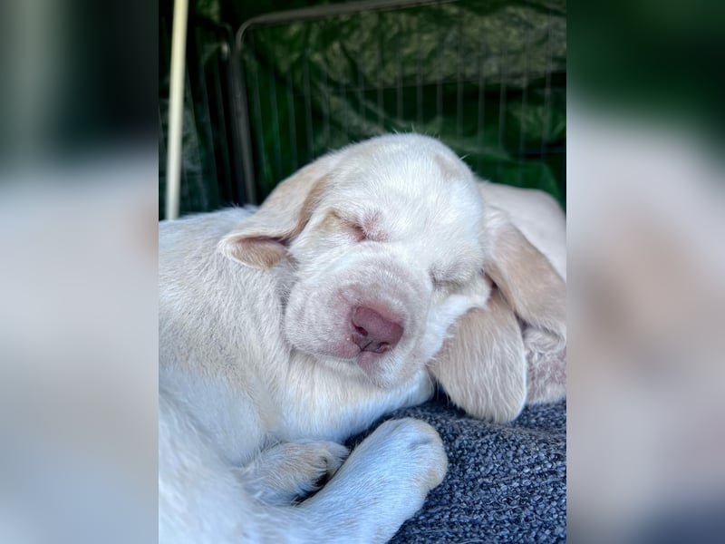 Spinone Italiano weiß/orange - WELPEN