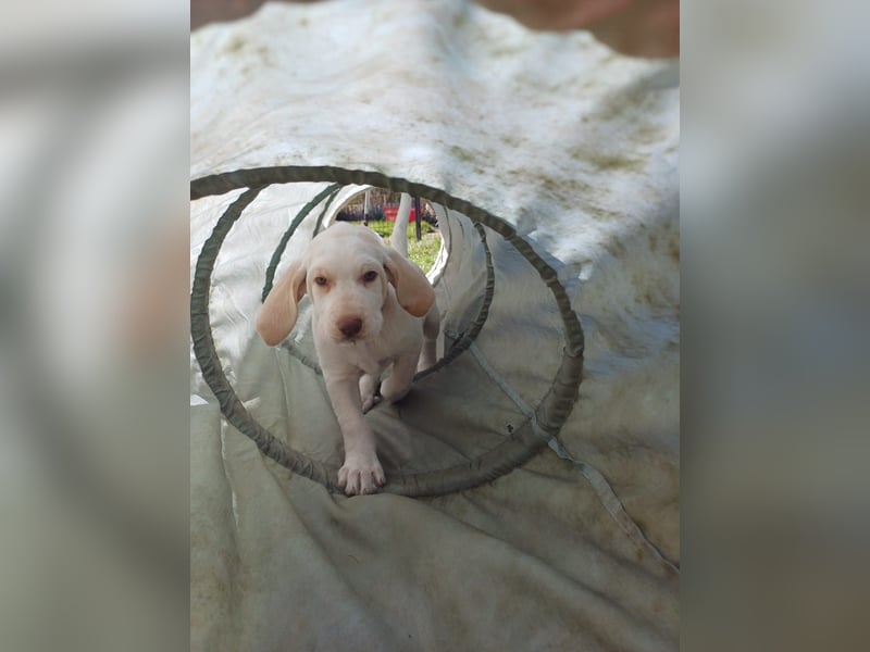 Spinone Italiano weiß/orange - WELPEN